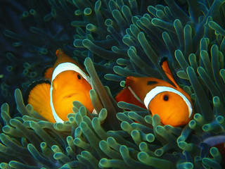 The beauty of underwater world diving in Sabah, Borneo.