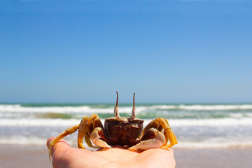 close-up of a funny crab with eyes sitting on a hand against the background of the sea