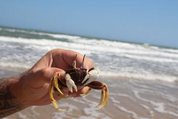 close-up of a funny crab with eyes sitting on a hand against the background of the sea