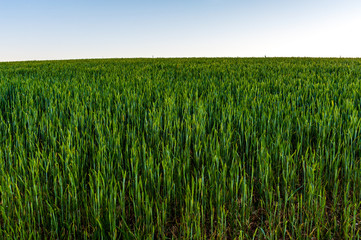 Abstract background of bright green wheat field with sky and copy space above