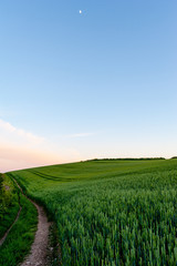 Fototapeta na wymiar Walking path through wheat fields at dusk, Roseland Peninsula, Cornwall, UK
