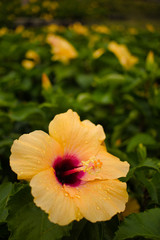 Close up from a yellow Hibiscus blossom in garden wit strong bokeh in the background