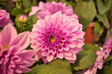 Close up of a light pink dahlia blossom with a second blossem in foreground 
