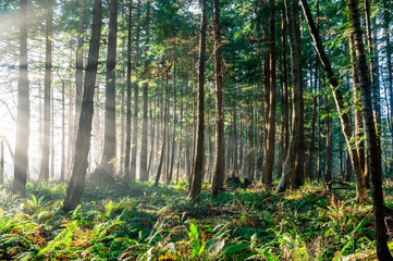 Sun rays shine through evergreen boreal forest
