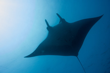 Manta ray underside in North Andaman reefs, Thailand