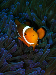 The beauty of underwater world diving in Sabah, Borneo.