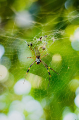 Araña descansando