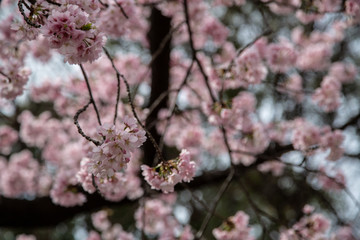 Obraz premium sakura flower & cherry blossoms