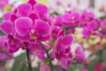 Beautiful dark pink Cattleya orchid background in garden from  export farm in Thailand, selective focus, closeup shot.
