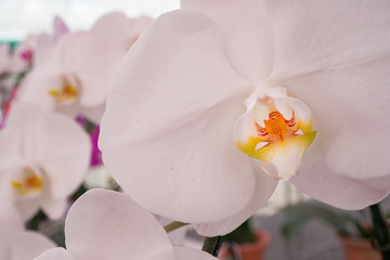Obraz na płótnie Canvas Beautiful white Cattleya orchid background in garden from export farm in Thailand, selective focus, Macro shot.