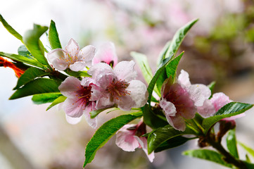 In full bloom in the peach blossom