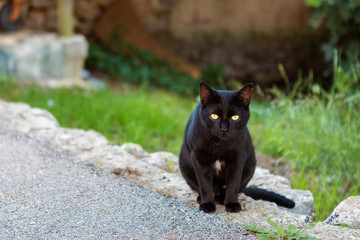black cat on the streets of Pollenca