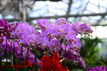 The orchid in full bloom