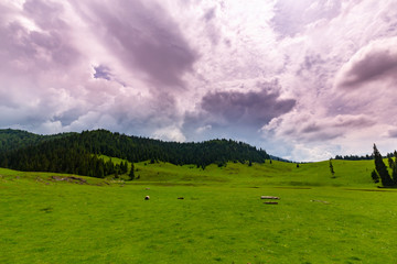 Obraz premium Beautiful pastoral scenery in the mountains in spring, with green foliage, fir tree forests and nice clouds