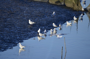 The birds of the sea