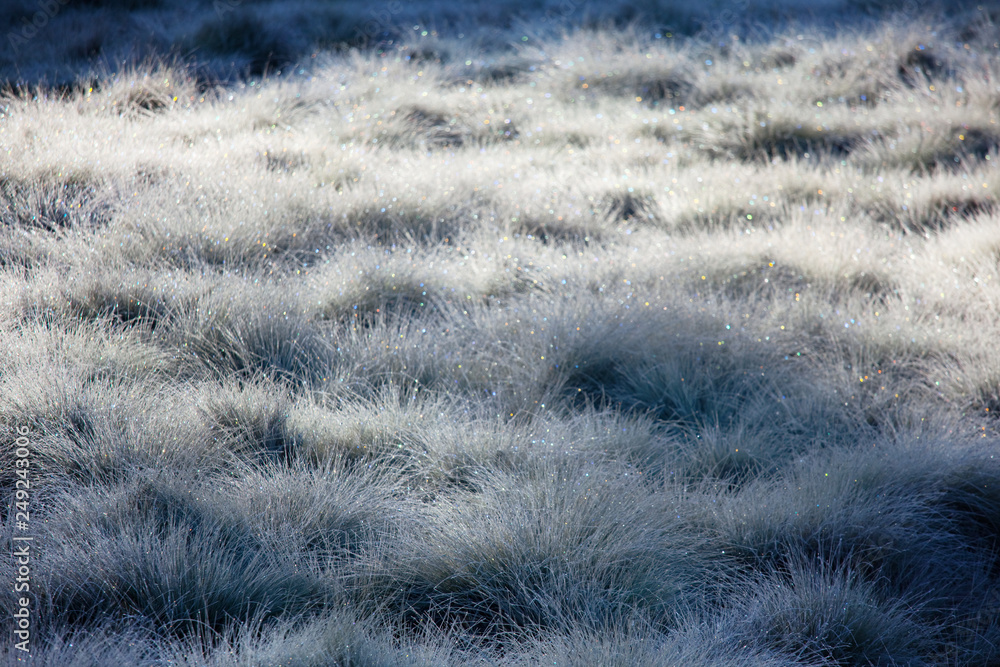 Wall mural Frozen meadow