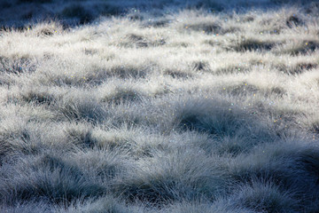 Frozen meadow