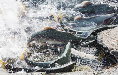 Spawning salmon