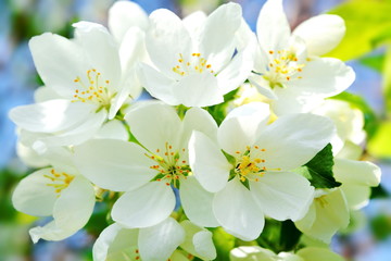 Bright white Apple flowers in spring. Close up