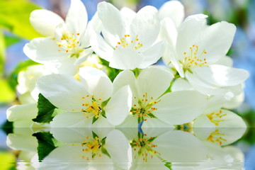 Bright white Apple flowers in spring reflected in the water ripples on a blurred green blue background. Close up 