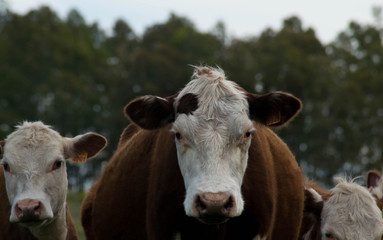 Vacas