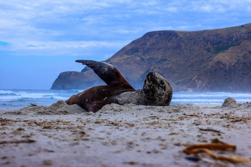 Furseal, sealion waving while resting in  the sand and beeing covered in sand. Allans beach, cape saunders, dunedin new zealand