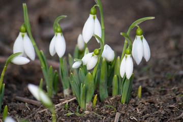 Blooming snowdrops in the forest early spring