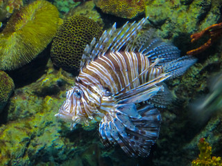 Close up on a red lionfish - coral reef fish in large aquarium