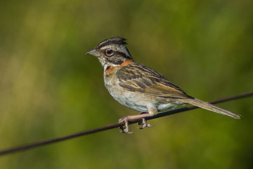 Fototapeta premium Gorrion