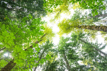 Fototapeta premium Variety Of Trees In The Forest