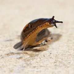 Garden Variety Slug