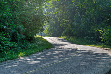 Road Through Forest