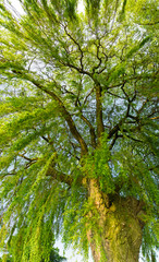 Willow Tree Wide Angle