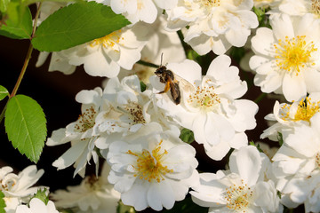 Biene an weißer Rose Guirlande d´amour