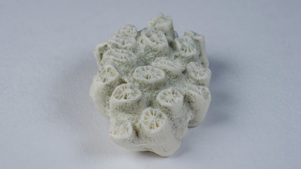 Ein Korall aus Malediven