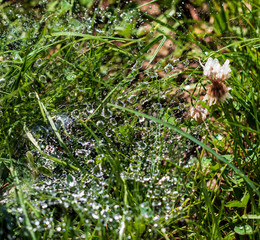 drops of dew on the grass