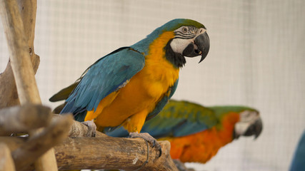 Parrot on the timber