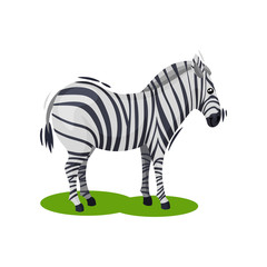Cute zebra standing on green grass. African wild horse with black-and-white stripes. Wildlife theme. Flat vector icon
