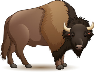 Illustration of bison isolated on white background © tigatelu