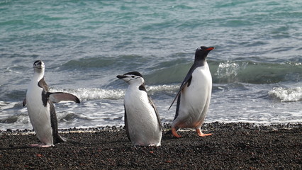 antarctica penguins wildlife polar beach