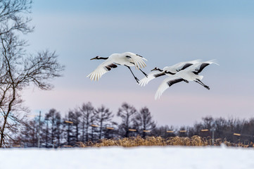 The Red-crowned Crane