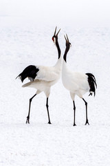 The Red-crowned Crane