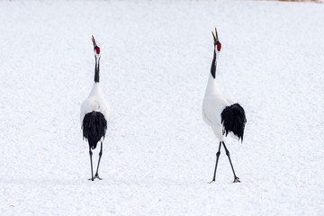 The Red-crowned Crane © jasonyu