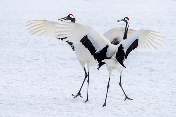 The Red-crowned Crane