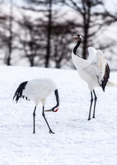 The Red-crowned Crane