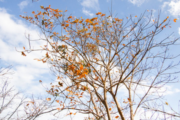 Trees and Sky in Phuket, Thailand