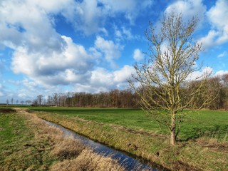 bare tree next to a creek on a field