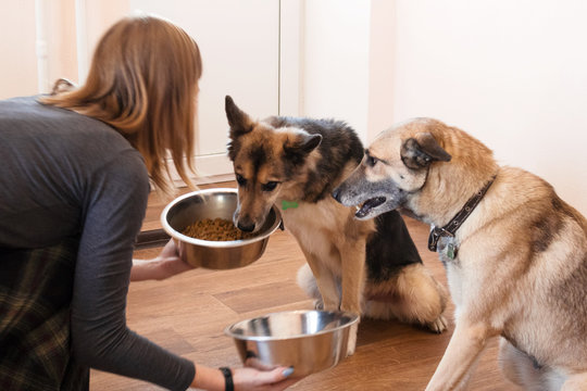 Two Hungry Dogs Are Waiting For Feeding. The Owner Gives His Dogs The Bowls Of Granules.