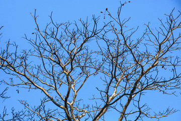Trees and Sky in Phuket, Thailand