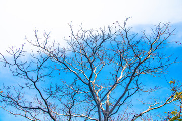 Fototapeta na wymiar Trees and Sky in Phuket, Thailand